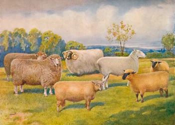 Breeds of sheep, c. 1902-1910