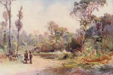 A Bush Road