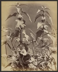 Floral Study