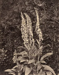 Foxgloves, c. 1860s