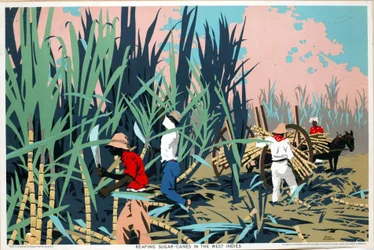 Reaping Sugar Canes in the West Indies