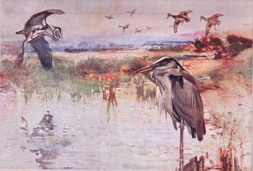 The Heron, Illustration from Wild Nature & Country Life
