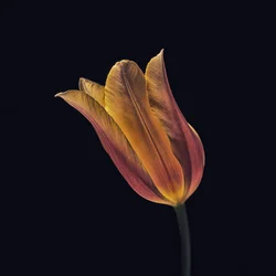 Glowing Orange Tulip