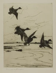 Landing Ducks