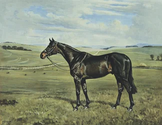 Drimore Lad