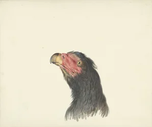 Head of a Vulture