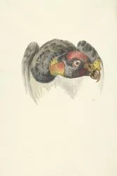 Head of a King Vulture (Sarcoramphus papa)