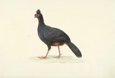 Black Ratite with Short Thick Red Beak