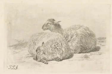 Two lying sheep