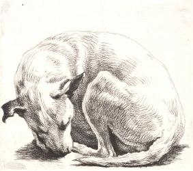 Test Plate: A Dog
