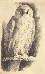 Test Plate: An Owl