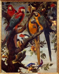 Parrots and other birds