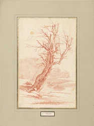 Tree Study