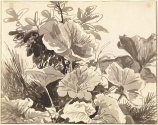 Study of Coltsfoot Leaves