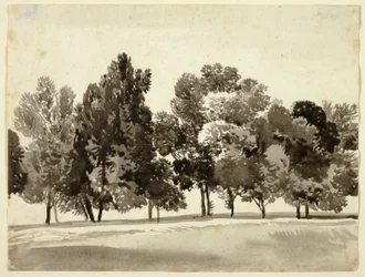 Grove of Leafy Trees
