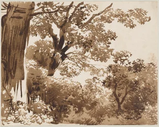 In the Forest