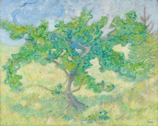 Little Oak Tree