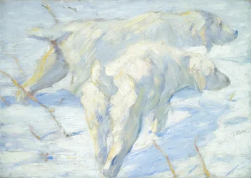 Siberian Dogs in the Snow