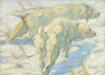 Siberian Dogs in the Snow