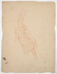 Studies of a Rising Horse