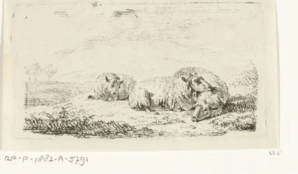 Three Sheep Lying in the Grass