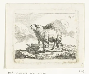 Two Standing Sheep