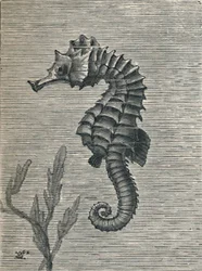 The Sea-Horse, Undisguised, Sedately Swimming, c1900-1910
