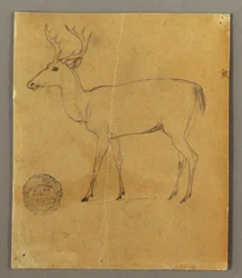 A Standing Stag