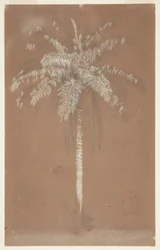 Abaye Palm, Mount Salus, Jamaica