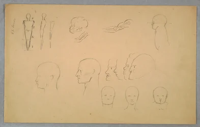 Anatomical Studies