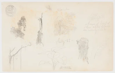 Botanical Sketches from Colombia: Bamboo Trees, Trunks and Details
