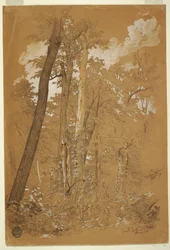 Chestnut Trees on Goat Island, Niagara River, New York