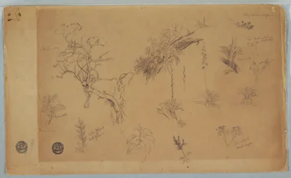 A Group of Thirteen Botanical Studies from Colombia or Ecuador, 1853