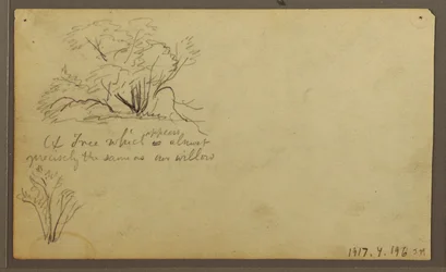A Hut on Posts, Guayaquil, Ecuador, May 1857