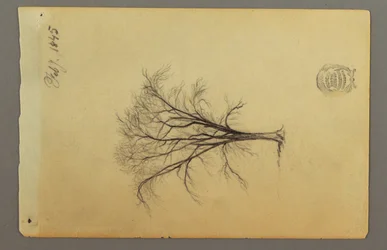 A Leafless Tree, February 1845