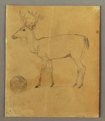 A Standing Stag, ca. 1850