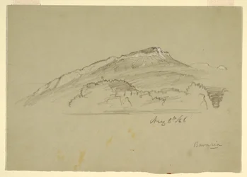 A Tree, Bavaria, August 8, 1868