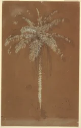 Abaye Palm, Mt. Salus, Jamaica, June 1865