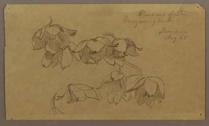 Blossoms of Penguin Hill, August 1865