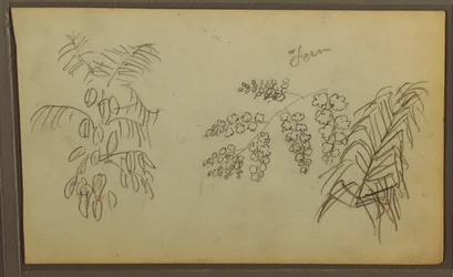 Botanical Sketches, 1857