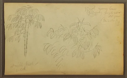 Botanical Sketches, 1857