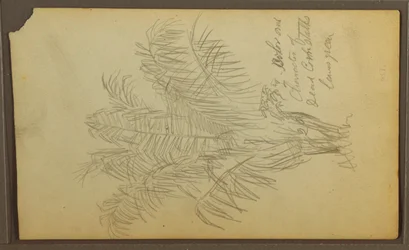 Botanical Sketches, 1857