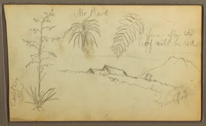 Botanical Sketches, 1857