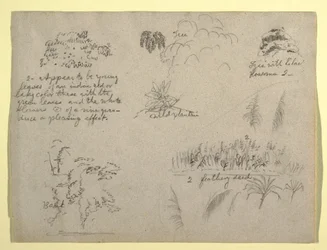 Botanical Sketches, Colombia, 1853