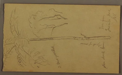 Botanical Sketches, June 1865