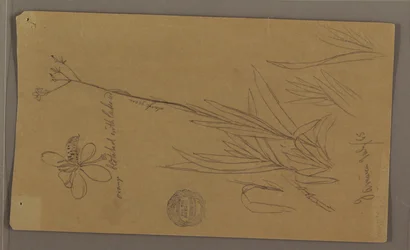 Botanical Sketches Showing Details of a Plant, Jamaica, July 1865