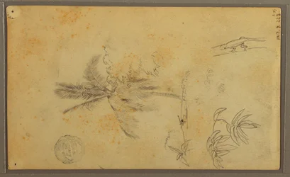 Botanical Sketches; Verso: Lizard, Palm, 1857