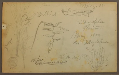Botanical Sketches from the Rio Magdalena, Colombia, May 1853