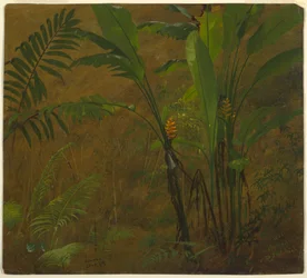 Botanical Studies from Jamaica, West Indies, June 1887