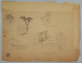 Botanical Studies with Flying Parrots, Boquia, Colombia, July 1853